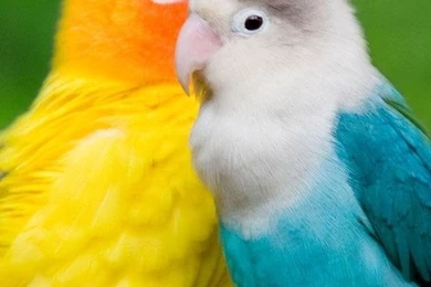 Hd Mobile Wallpapers For Your Smart Phone Love Birds ...