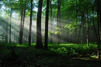 Forest Tree Nature Wallpapers 1680x1050 For 19 Inch Widescreen ...