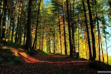 Free Wallpapers   Free Nature Wallpapers   HD Landscape 2 Wallpapers ...