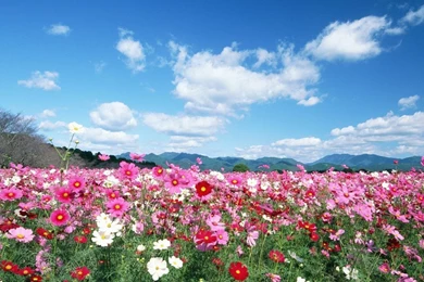 Feeling The Nature   Outdoor Relaxation Wallpapers 1280x800 NO.25 ...