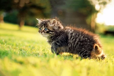 1280x800 Fluffy Kitten Nature Wallpapers