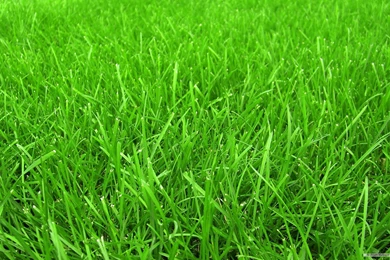 Grass