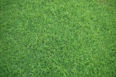 Green Grass Backgrounds Eighteen