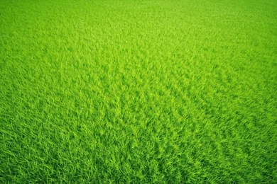 Gallery For   Green Grass Background Images
