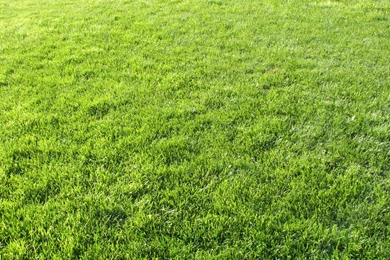 Green Grass Backgrounds Sixteen