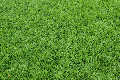 Green Grass Backgrounds Twenty eight