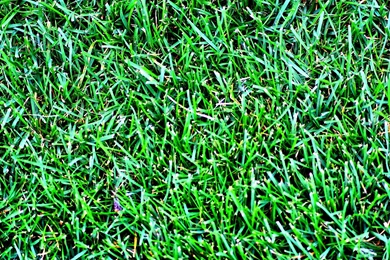 Green grass background backdrop   Puckett Pages