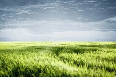 Backgrounds Grass Field By Moonchild ljilja On DeviantArt