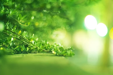 Download Wallpapers 3840x2400 Grass, Leaves, Background, Bright ...