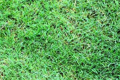 Green grass background matte   Puckett Pages