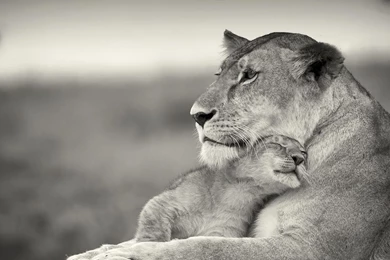 Download Wallpapers 1920x1080 Lioness, Lion, White, Animal, Family ...