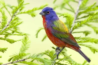 Download Beautiful Bird Sitting On Branch Hd Bird Animal Wallpapers ...