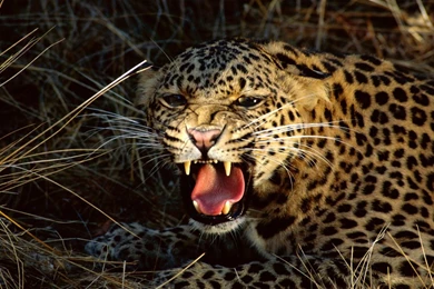 HD Animal Wallpapers: Hd Animal Wallpapers