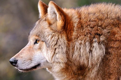 Download Wallpapers 2560x1440 Wolf, Profile, Animal, Predator, Dog ...