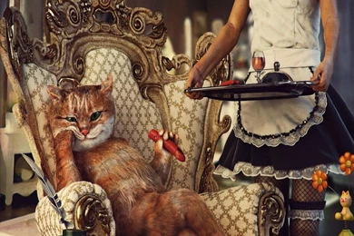 Animals Mac Wallpapers Good And Healthy Cat Food1   1600x1200   489504