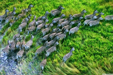 Mac Os X Retina Zebras HD Desktop Wallpapers : High Definition ...