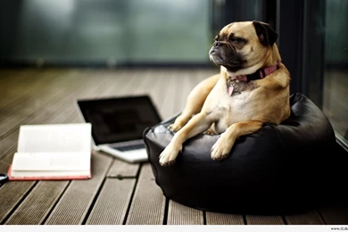 Dog Funny Animal HD Wallpaper.jpg