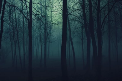 Download Wallpapers 2048x2048 Wood, Trees, Gloomy, Fog, Haze ...