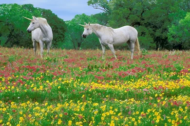 Animal Hd Wallpapers