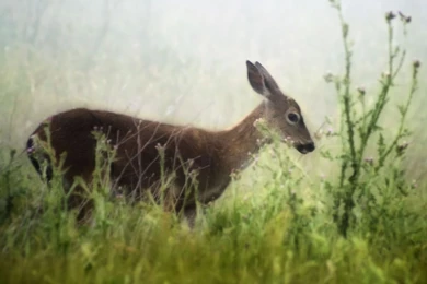 Animal HD Wallpapers