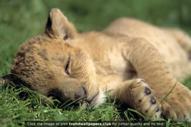 Best Lion 4K Or HD Wallpapers For Your PC, Mac Or Mobile Device