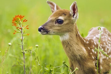 Deer Animal Hd Wallpaper Images Photos