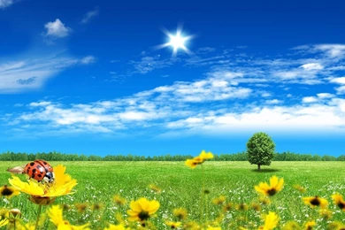 Beautiful Nature Spring Scenes Wallpaper HD.jpg