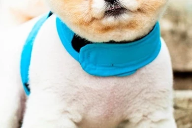 Pomeranian Puppy iPhone 5s Wallpapers Download