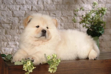 Chow Chow Puppy Wallpapers   Puppies Wallpapers (13936792)   Fanpop