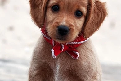 Puppy Free Iphone Wallpapers