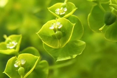 Desktop Wallpapers · Gallery · HD Notebook · Wood Spurge Netbook ...