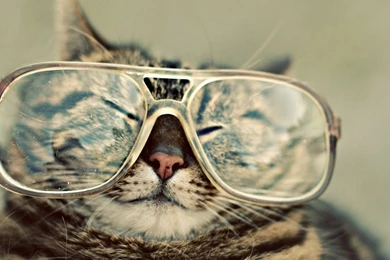 1440x900 Funny Cat Desktop PC And Mac Wallpapers