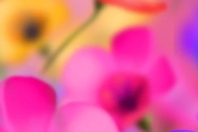 iPhone 5 Nature HD Wallpapers Clorful Flowers   Wallpapersmobile.net