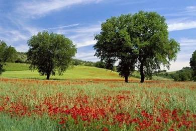 Free Wallpapers   Free Nature Wallpapers   Wonderful Green Nature ...