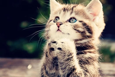 Cartoon Kitten Pictures   HD Wallpapers Lovely
