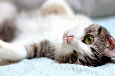 Kittens Desktop Backgrounds