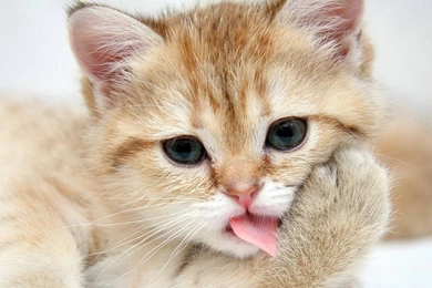 Kittens Wallpapers Full Hd Wallpapers Search 1920x1200PX Cute ...