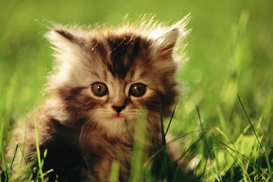 Little Kitten HD Desktop Wallpapers : Widescreen : High Definition ...