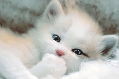 Cute Desktop Backgrounds Wallpapers HD   CuteWallpaper.org