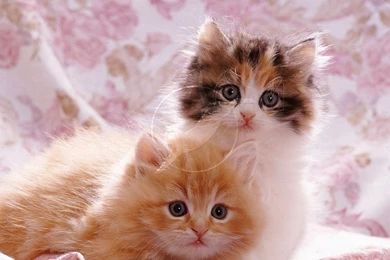 Cute Pictures Of Puppies And Kittens   Desktop Backgrounds