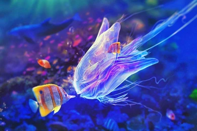 Most Beautiful Colorful Fish HD Pictures Exotic Collection