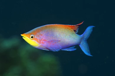 High Definition Fish Wallpapers For Free Download
