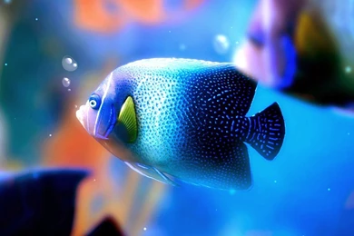 Beautiful Fish Wallpapers HD Pictures