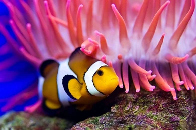 Clown Fish Free HD Wallpapers Download Desktop.jpeg