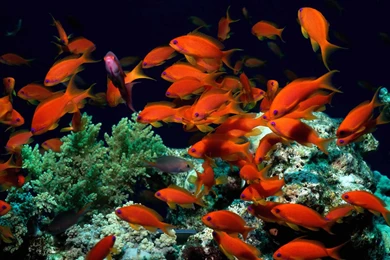 Coral Reef HD Wallpapers   Coral Reef Photos, New Wallpapers