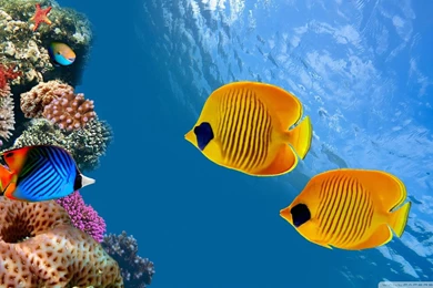 Beautiful Fish Wallpapers HD Pictures