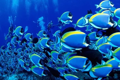 Fish Wallpapers HD For Phone Download 41020 Full HD Wallpapers ...