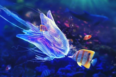 Ocean Life HD Images Fish Hd Wallpapers Widescreen ...