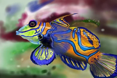 Free Download Mandarin Fish Wallpaper HD.jpg