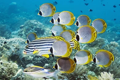 Group Of Swimming Ropical Fish